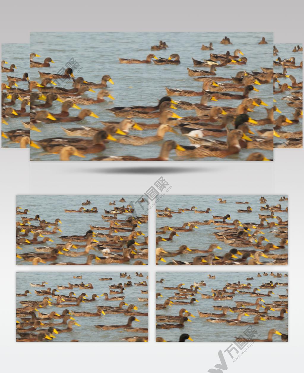 一大群成群结队散养土鸭老鸭子