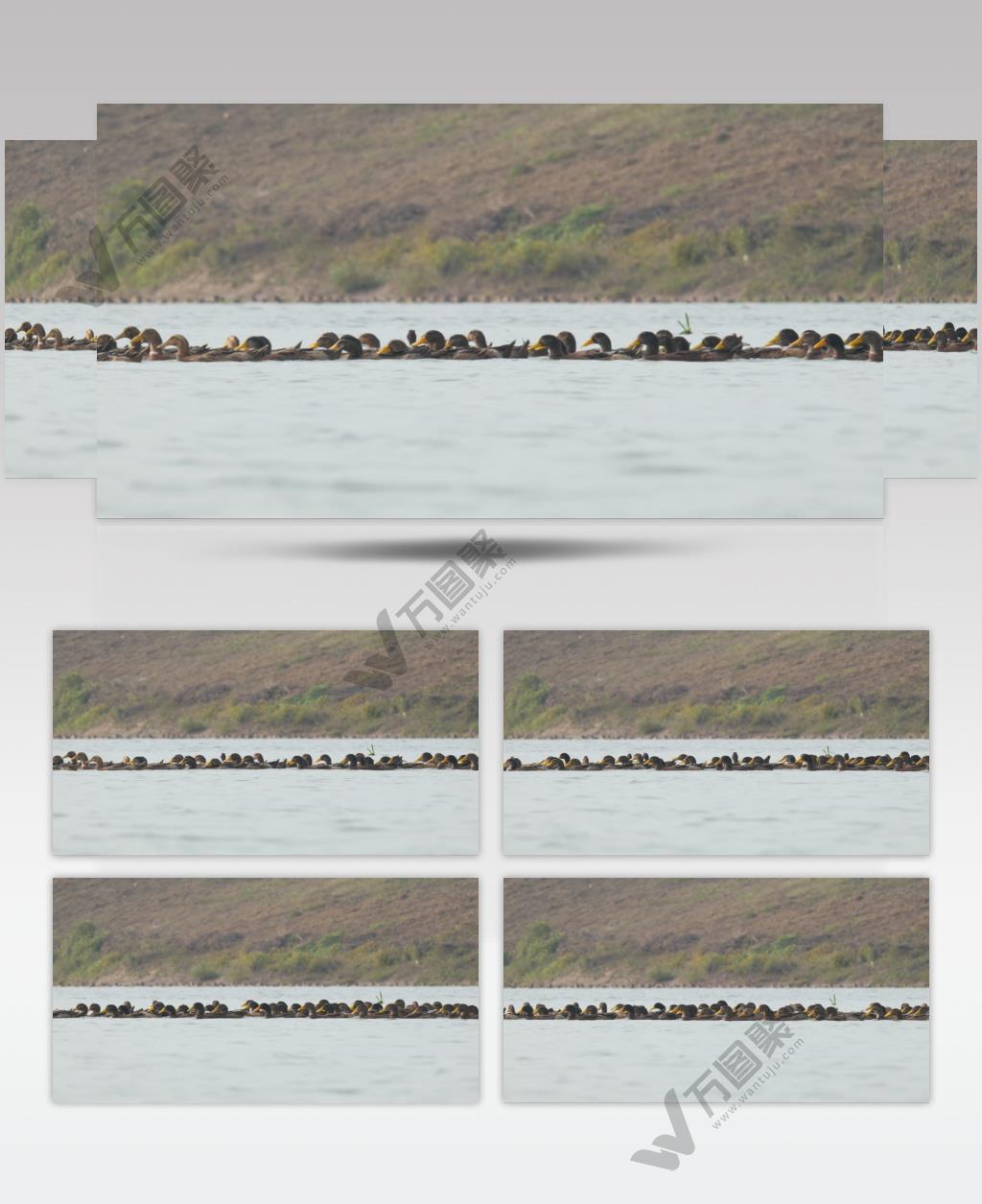 秋天农村一群散养鸭子土鸭