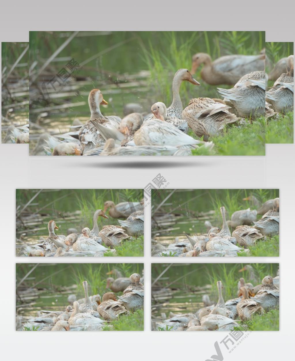 农村散养鸭子土鸭麻鸭洗澡