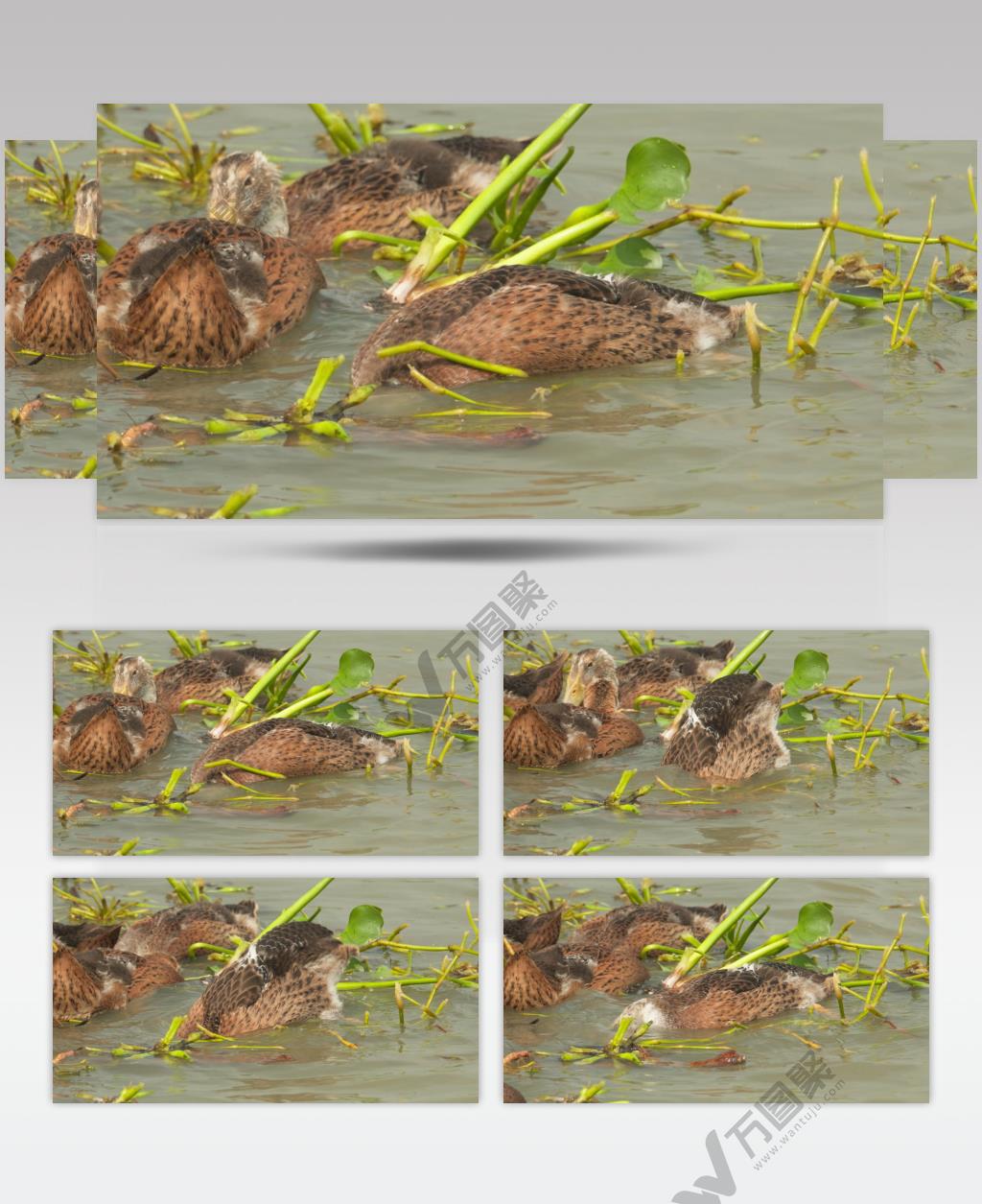 散养土鸭子戏水游泳潜水觅食