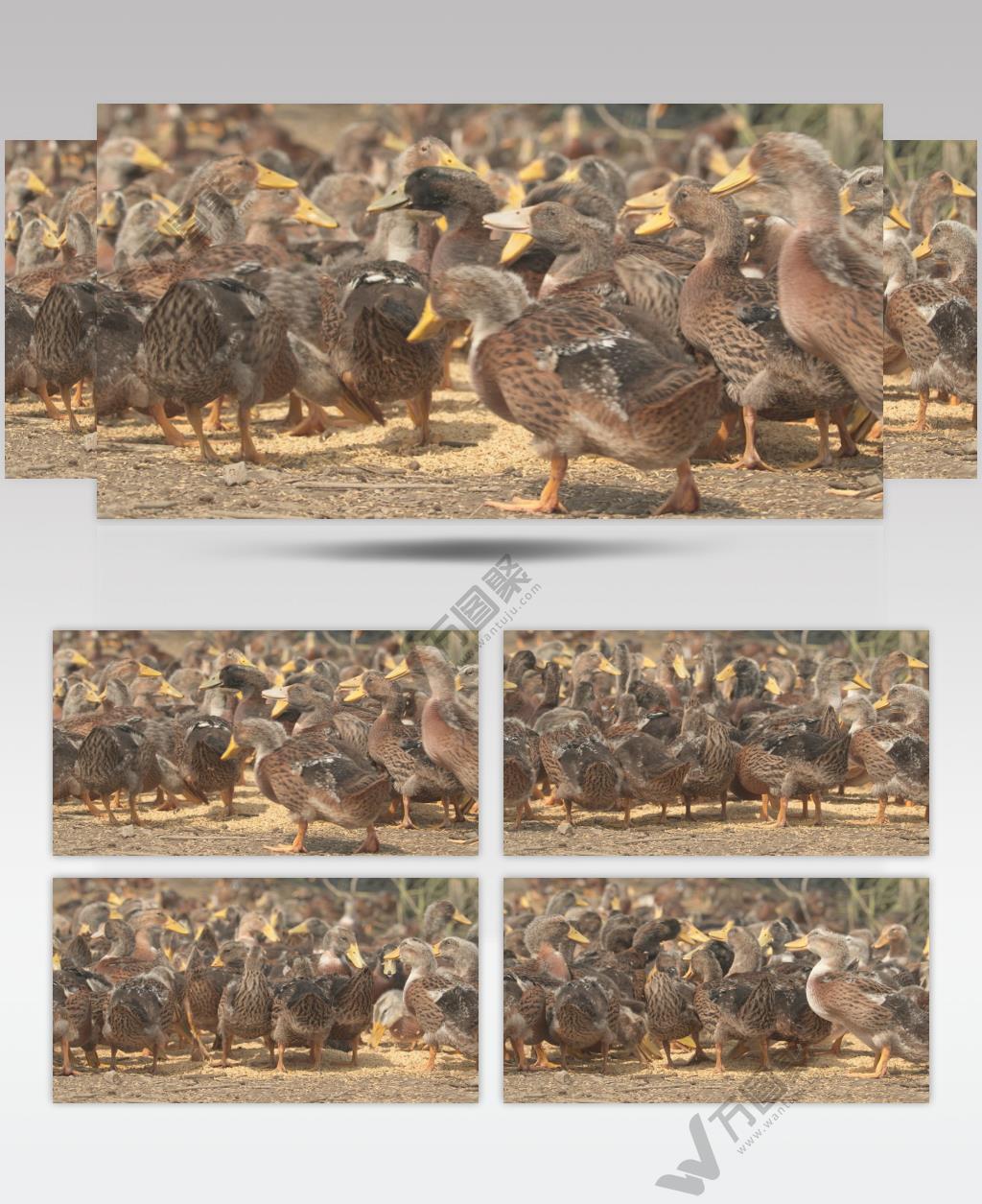 天然喂养散养土鸭子吃稻谷
