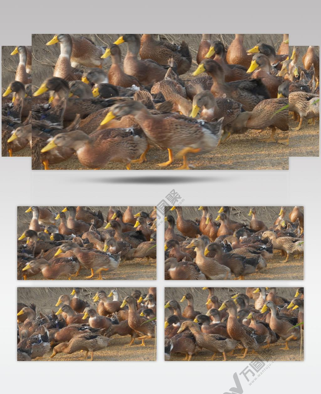 正宗散养土鸭子老鸭吃水稻谷米