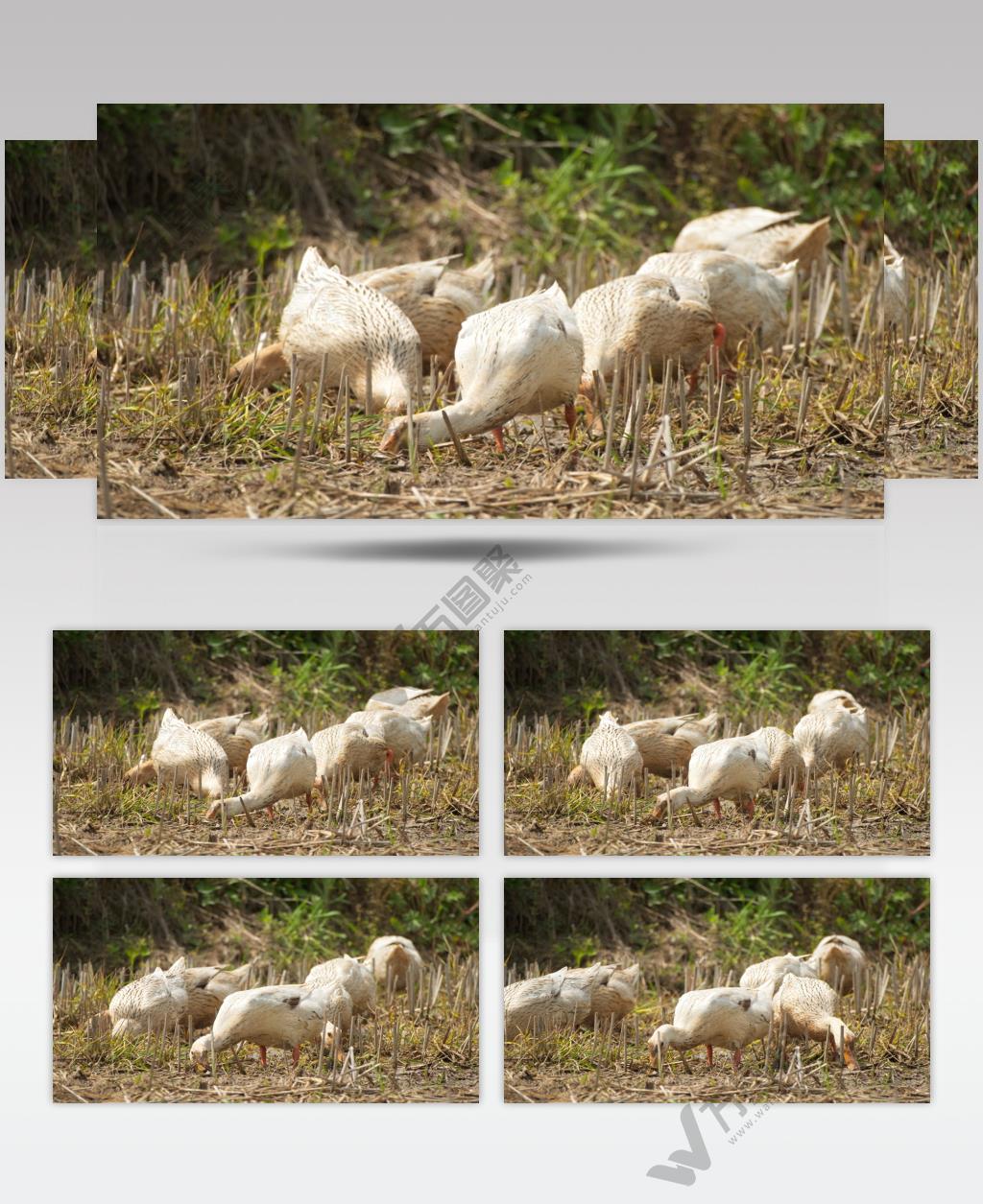 农村散养鸭子土鸭在稻田觅食