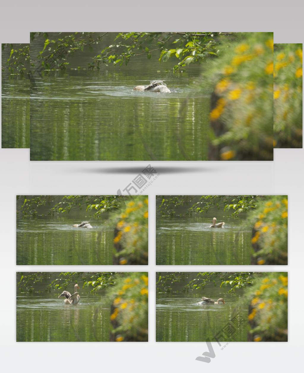 农村散养鸭子在池塘里洗澡