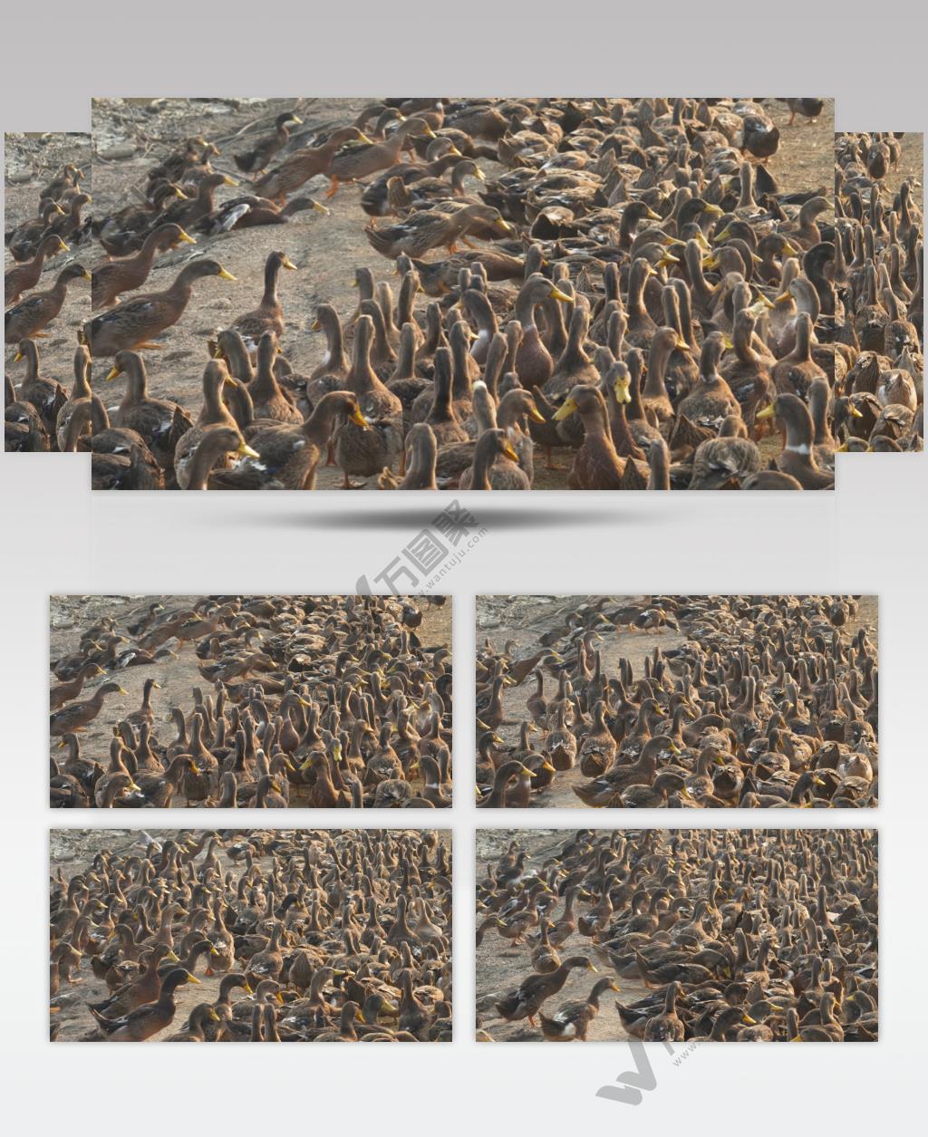 农村正宗散养土鸭子老鸭肥鸭