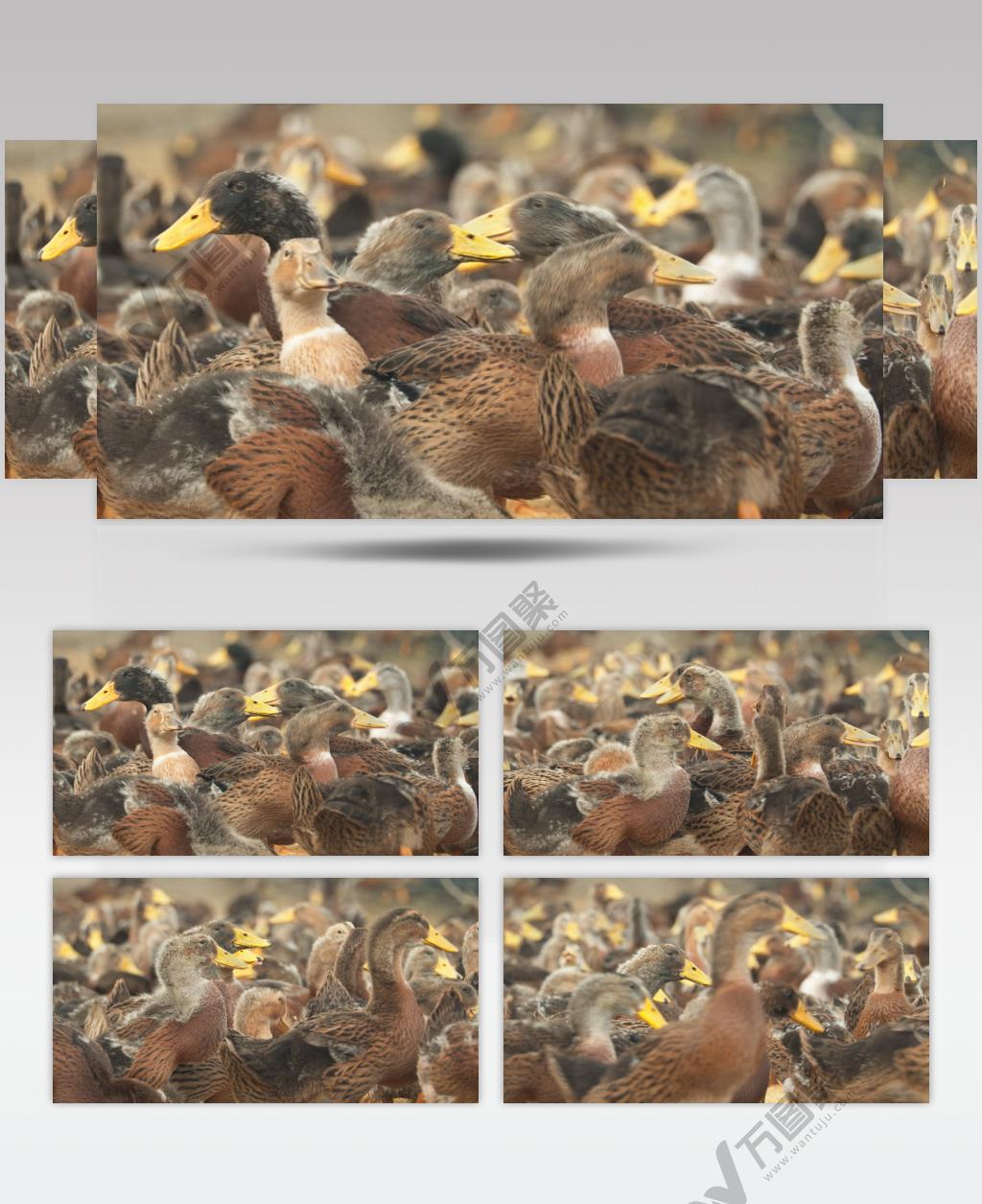 散养鸭子土鸭麻鸭吃食吃稻米