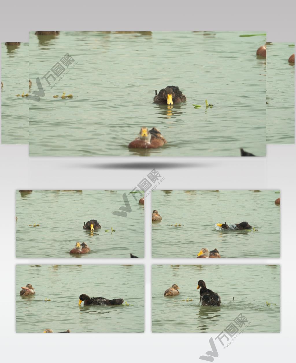 农村散养鸭子土鸭麻鸭游泳