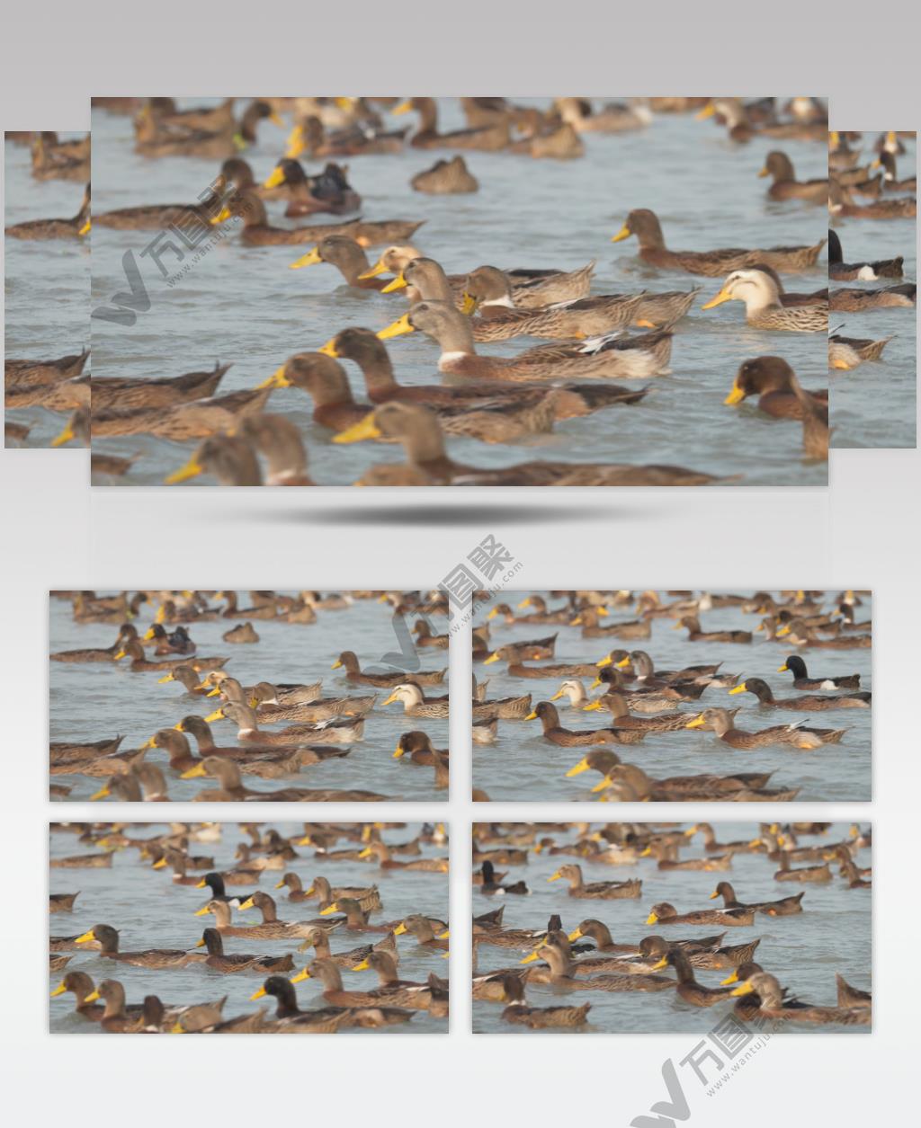 正宗散养土鸭老鸭子河里游泳