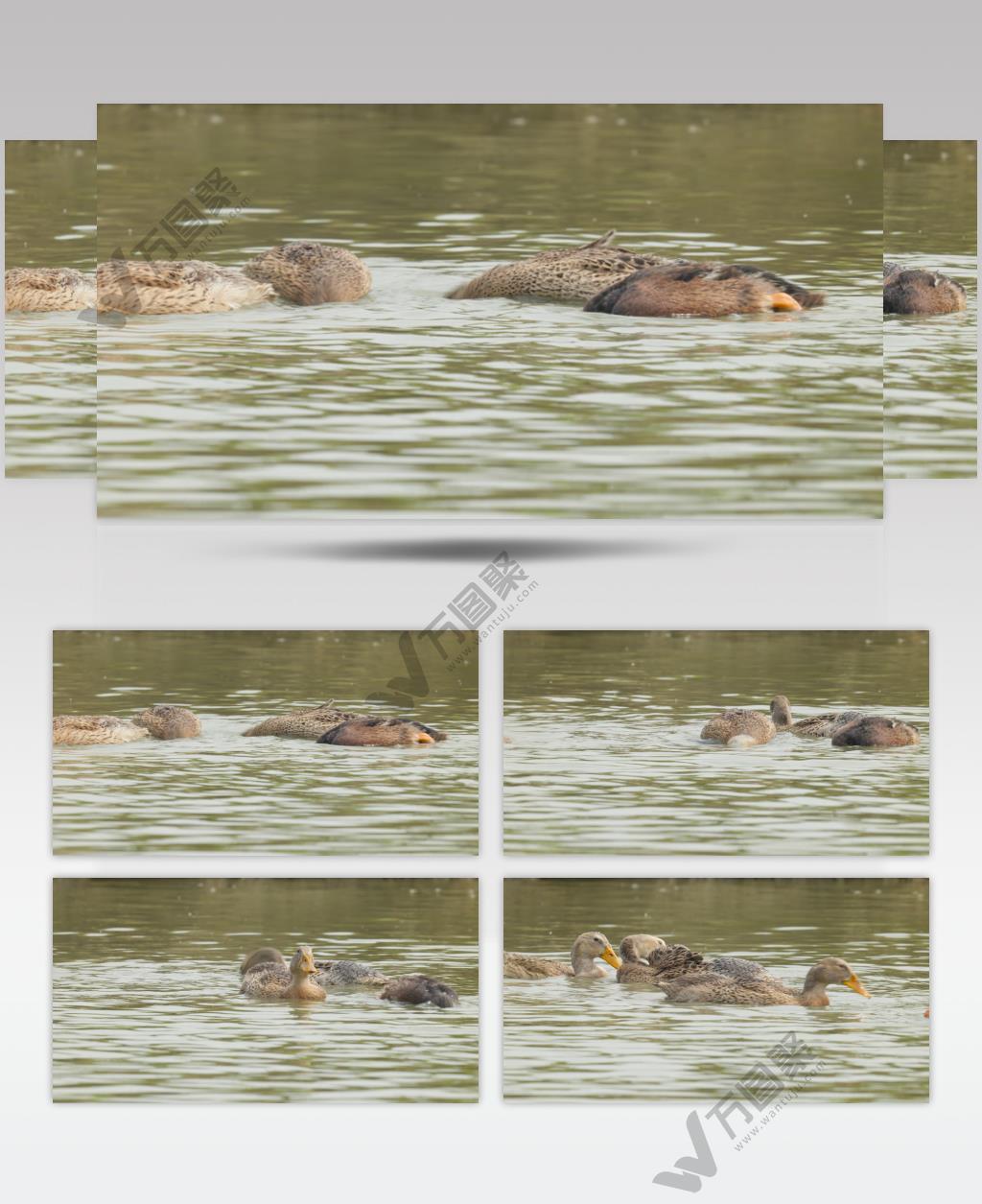 池塘纯天然散养鸭子老鸭麻鸭