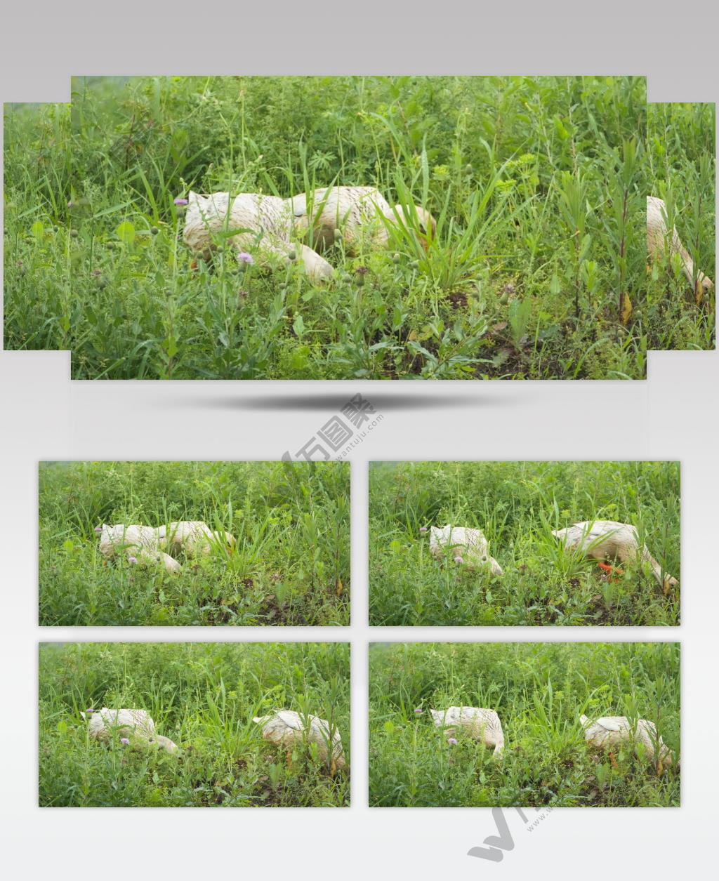 农村散养鸭子在草丛种觅食