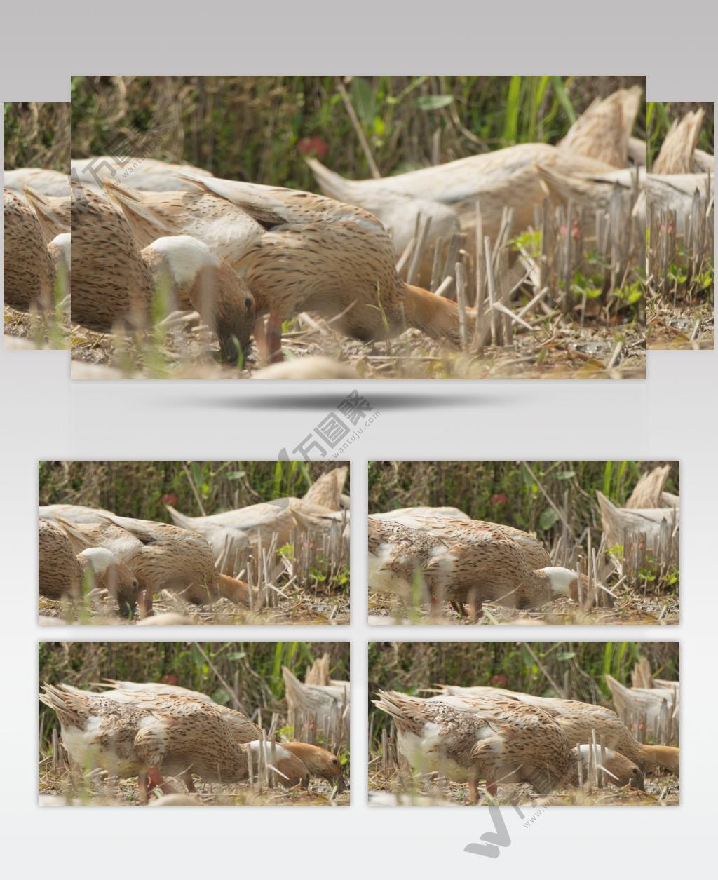 散养鸭子觅食慢镜头慢动作升格