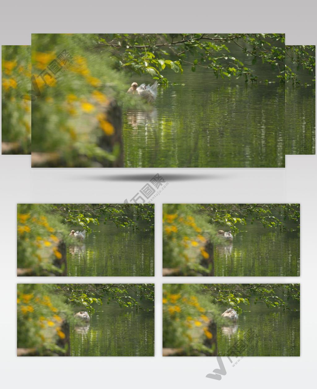 夏天农村散养鸭子池塘洗澡