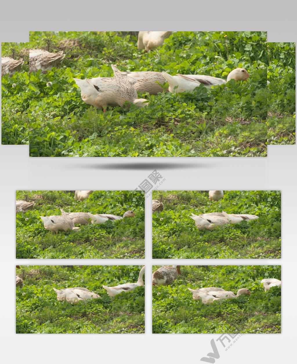 农村散养鸭子在草地里觅食
