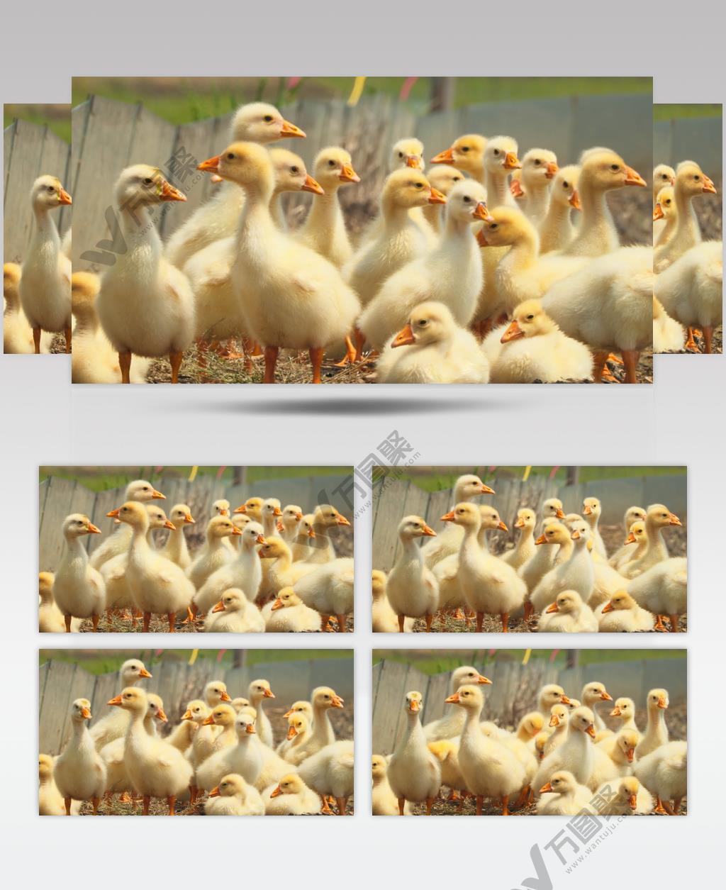 一群可爱的刚出生的小鹅苗