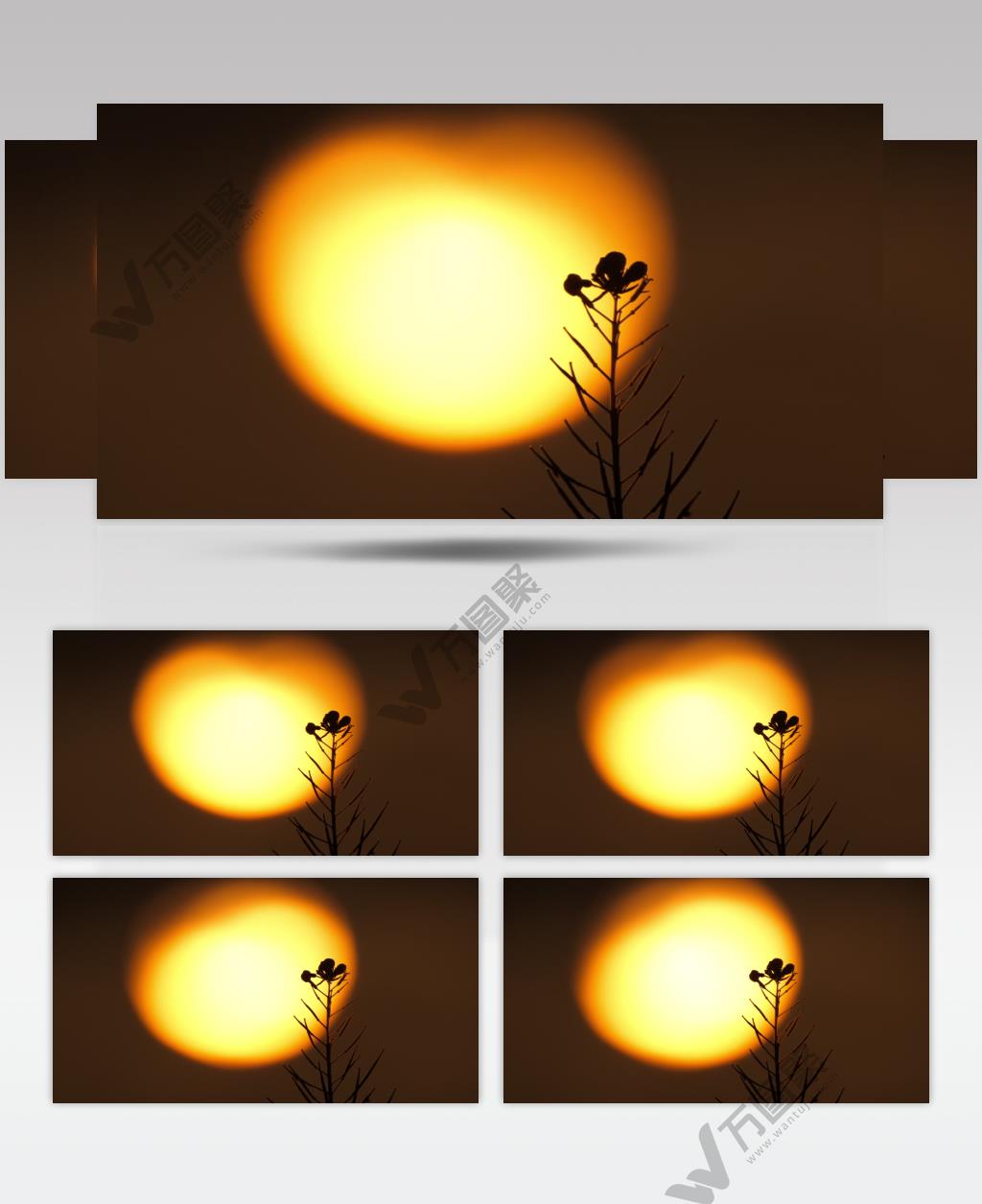 太阳夕阳日落黄昏花朵剪影