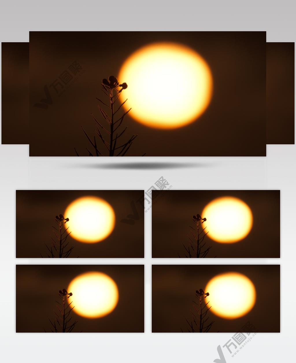 太阳日落夕阳黄昏油菜花剪影