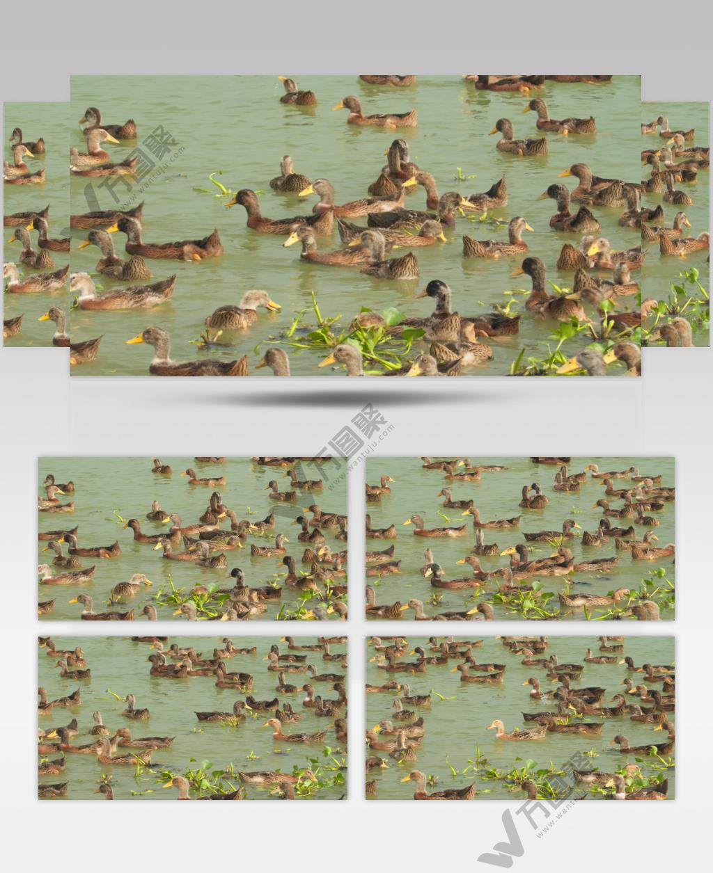 农村天然散养鸭子在河里游泳