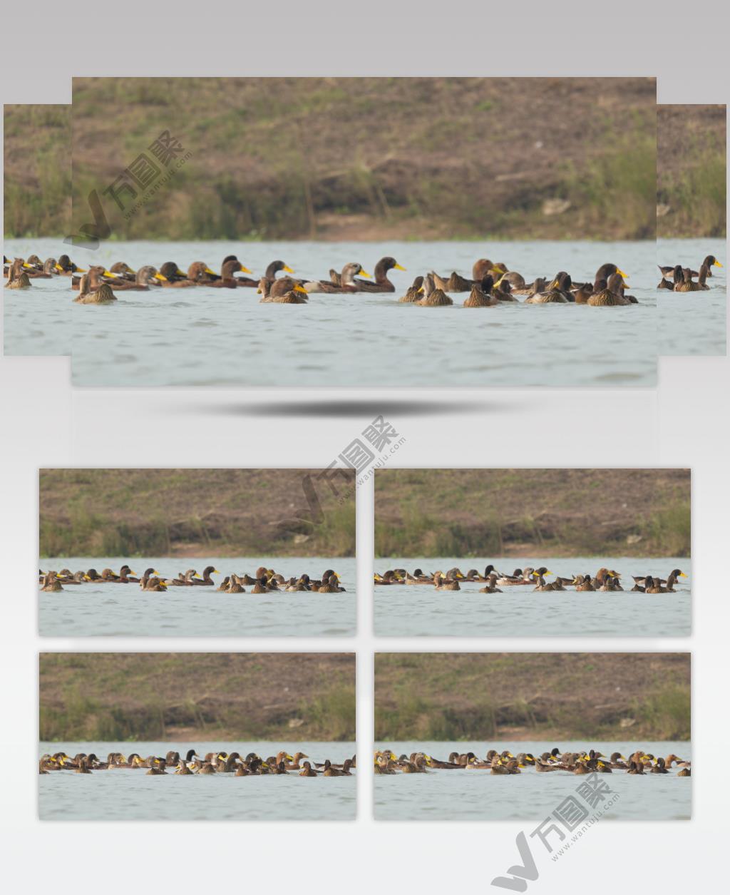 纯天然河道喂养鸭子土鸭老鸭