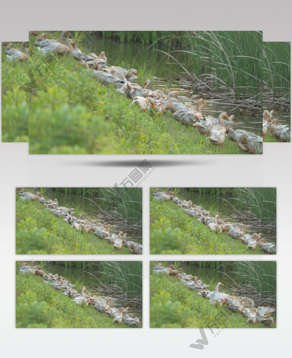 农村天然散养鸭子麻鸭土鸭