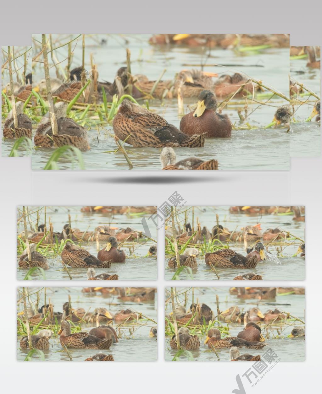 散养鸭子洗澡戏水打理羽毛