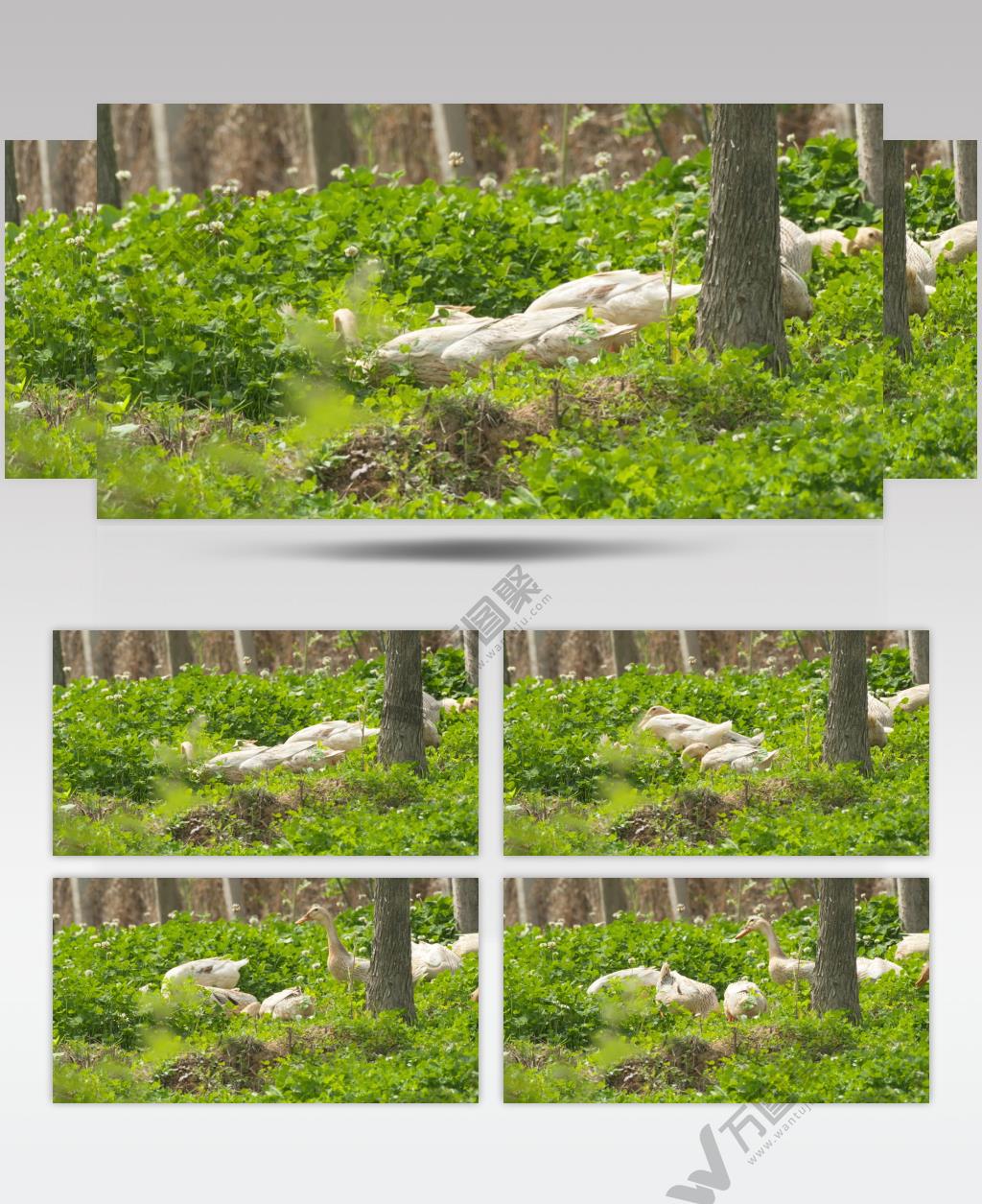 春天散养鸭子在树林里觅食