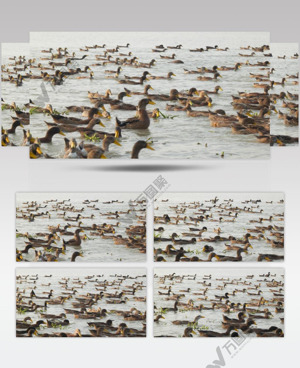 乡村天然河道散养土鸭子老鸭