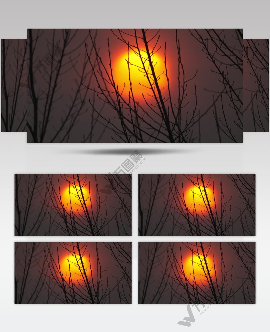 秋天冬天夕阳太阳日落树枝剪影