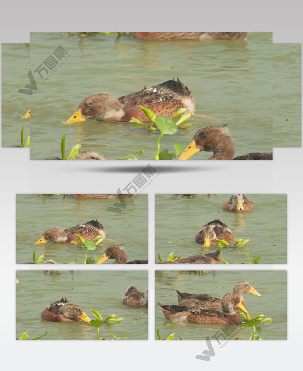 天然河道散养鸭子吃猪耳朵菜