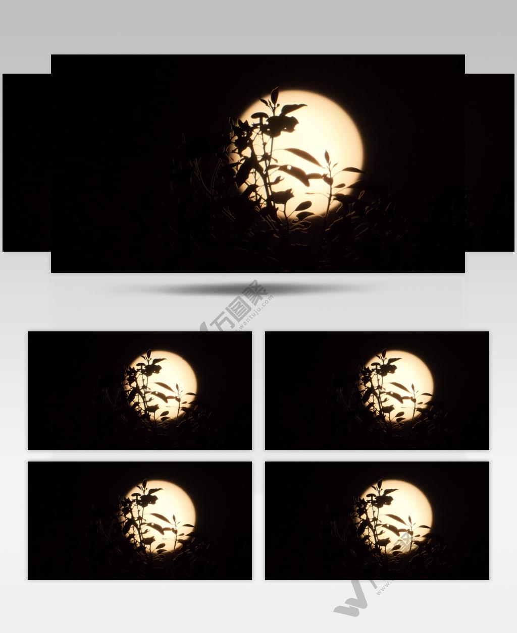 深夜晚凄美的月亮树叶剪影