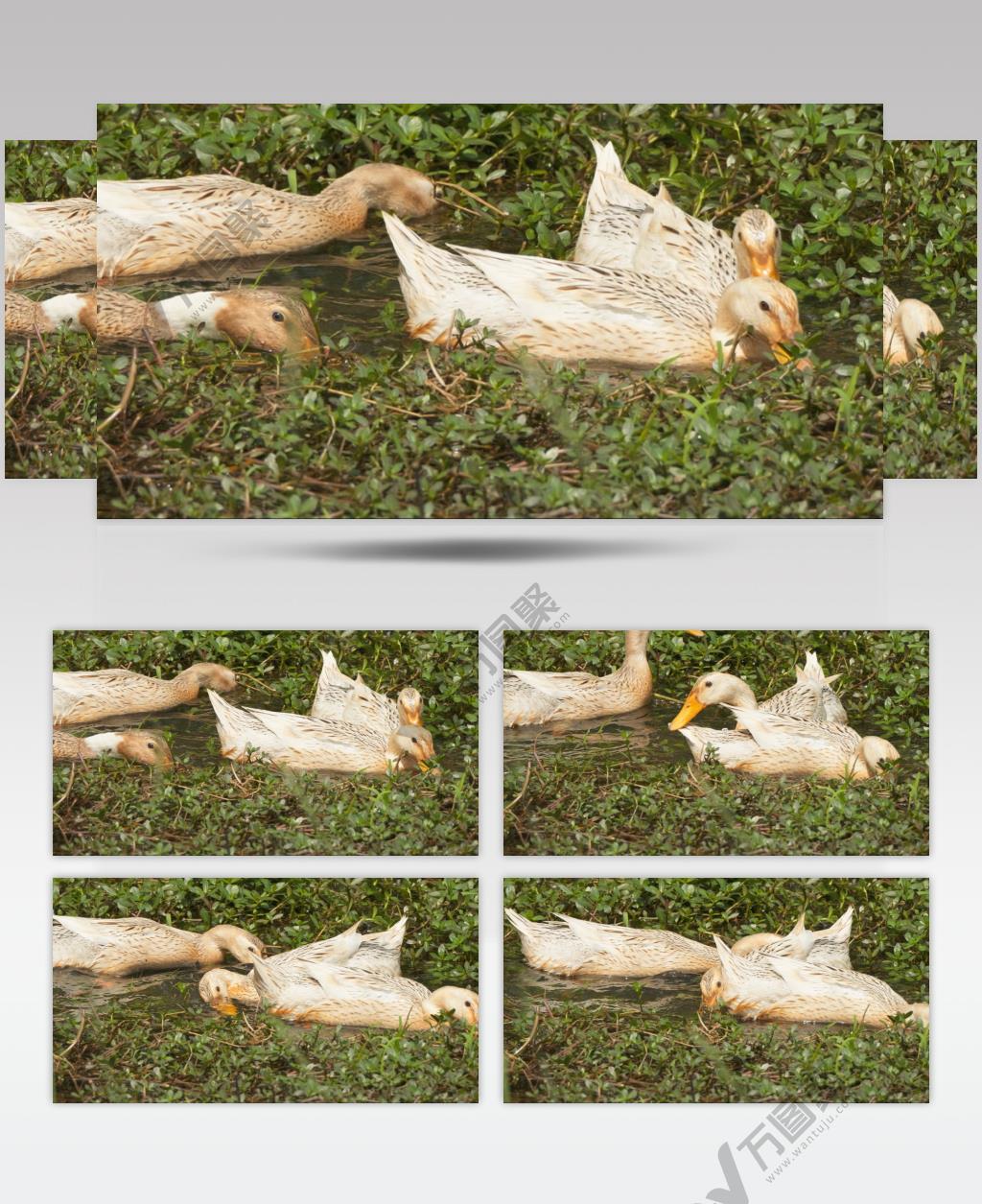 天然喂养散养鸭子土鸭觅食