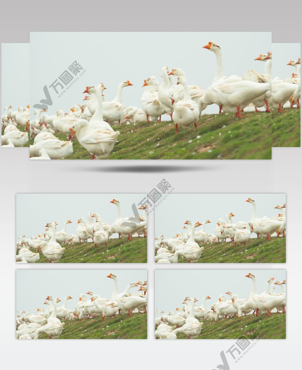 天然草坪散养大白鹅土鹅老鹅