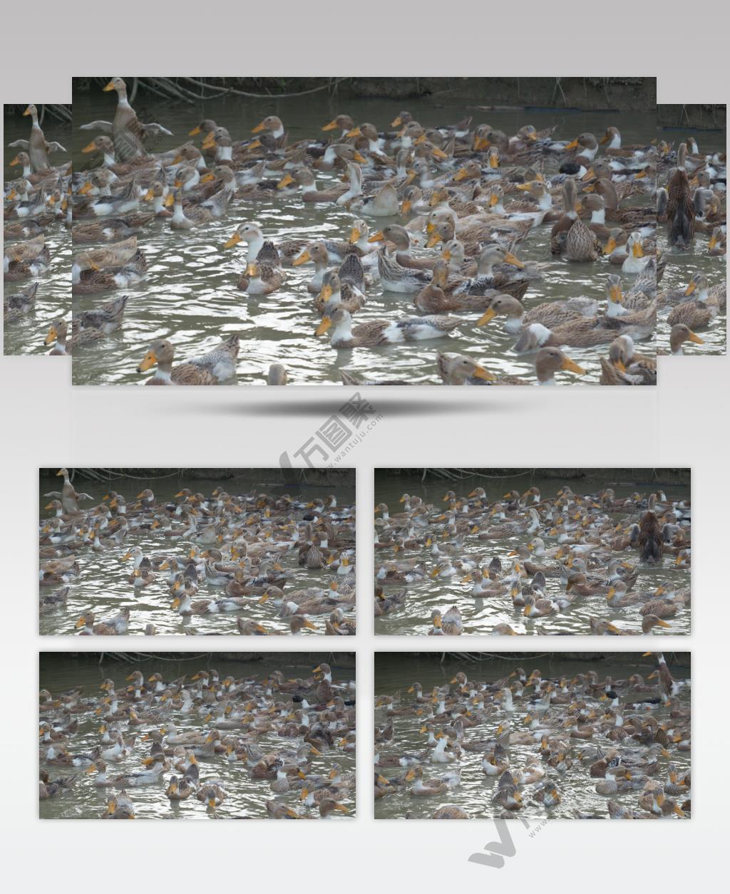 农村天然喂养散养鸭子土鸭