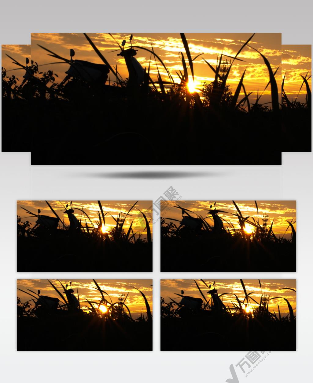 太阳夕阳日落晚霞芦苇剪影