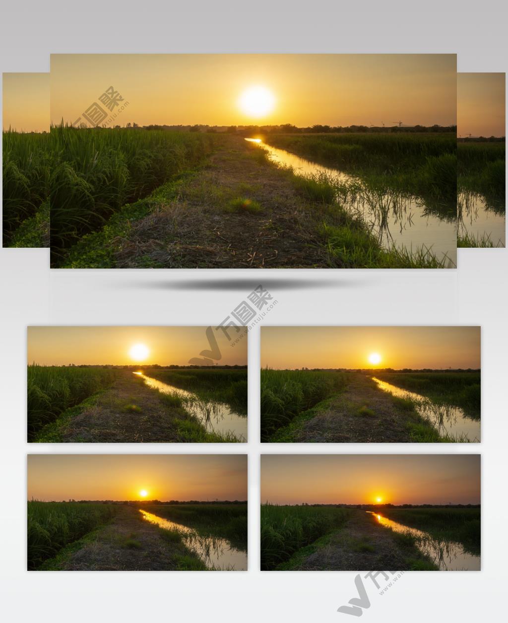 农村水稻田野太阳日落夕阳晚霞