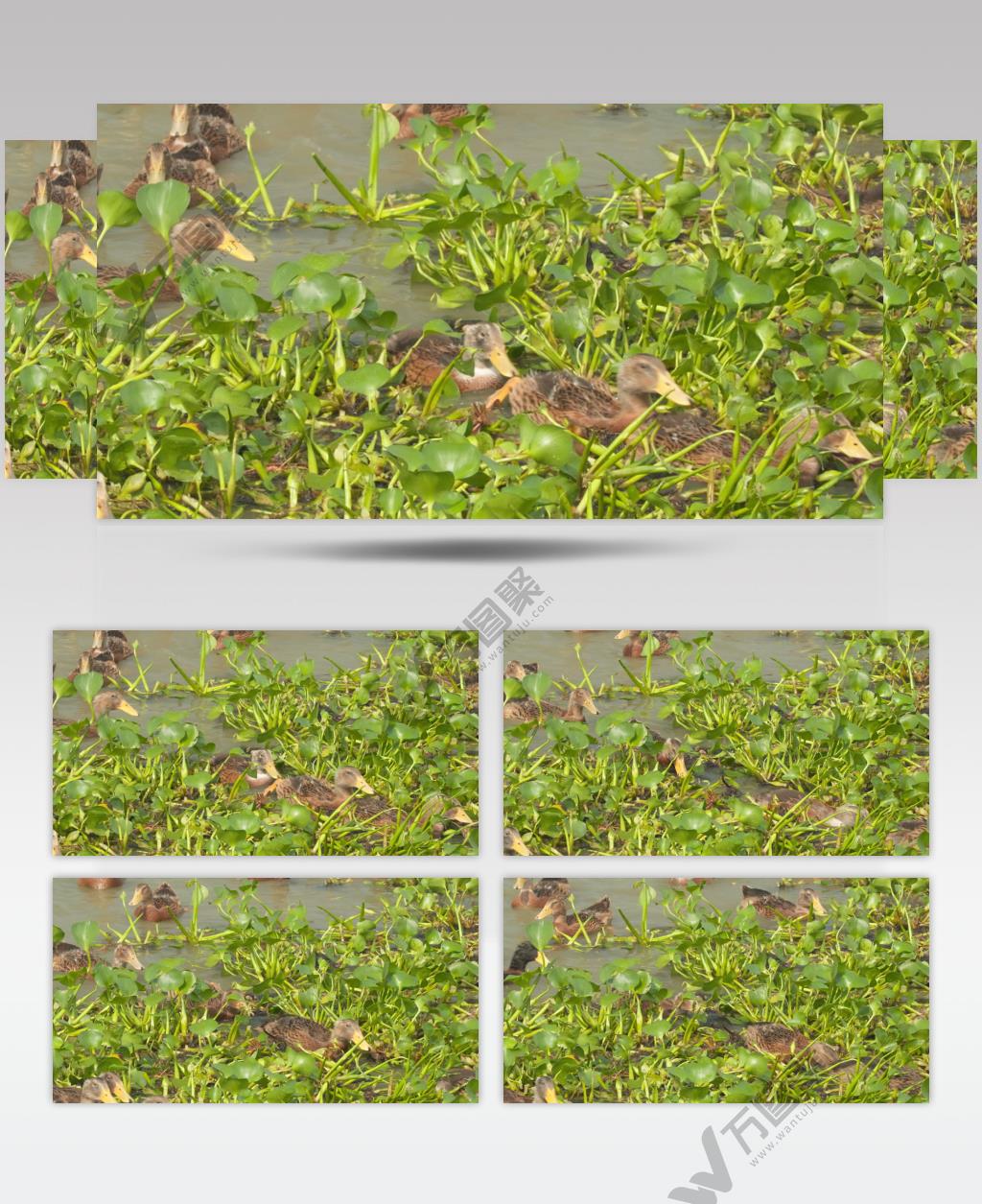 正宗土鸭天然喂养散养鸭子