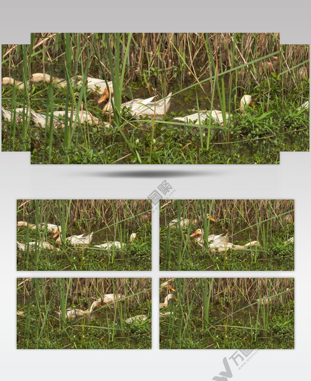 乡村土鸭散养鸭子在池塘觅食