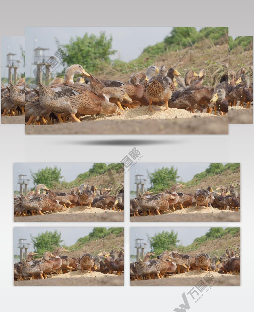 鸭子吃水稻谷米慢镜头慢动作升格