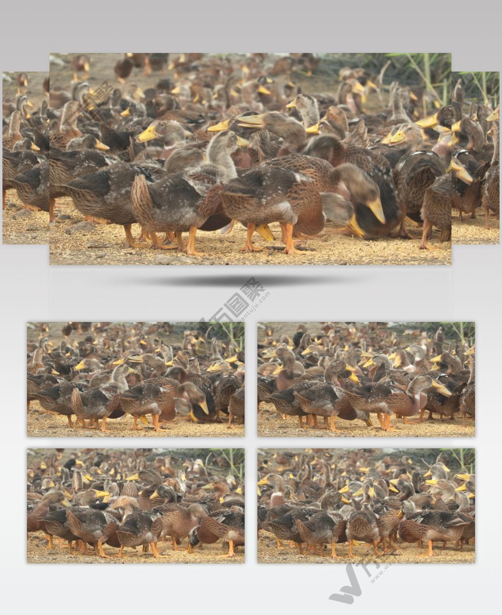 天然喂养散养鸭子池水稻米