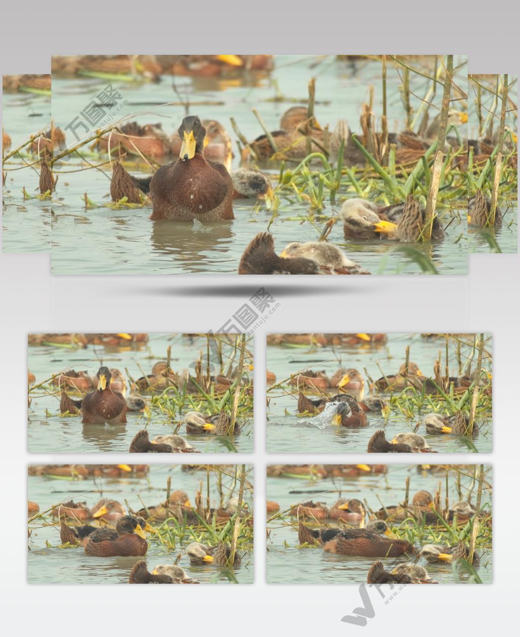 天然喂养散养鸭子打理羽毛