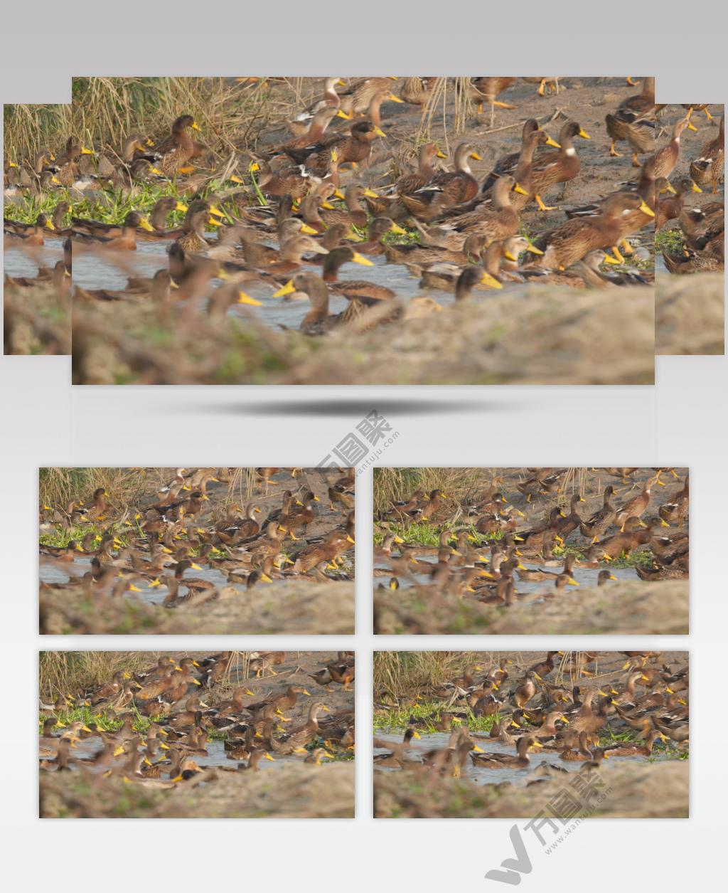 秋天农村正宗散养土鸭子老鸭