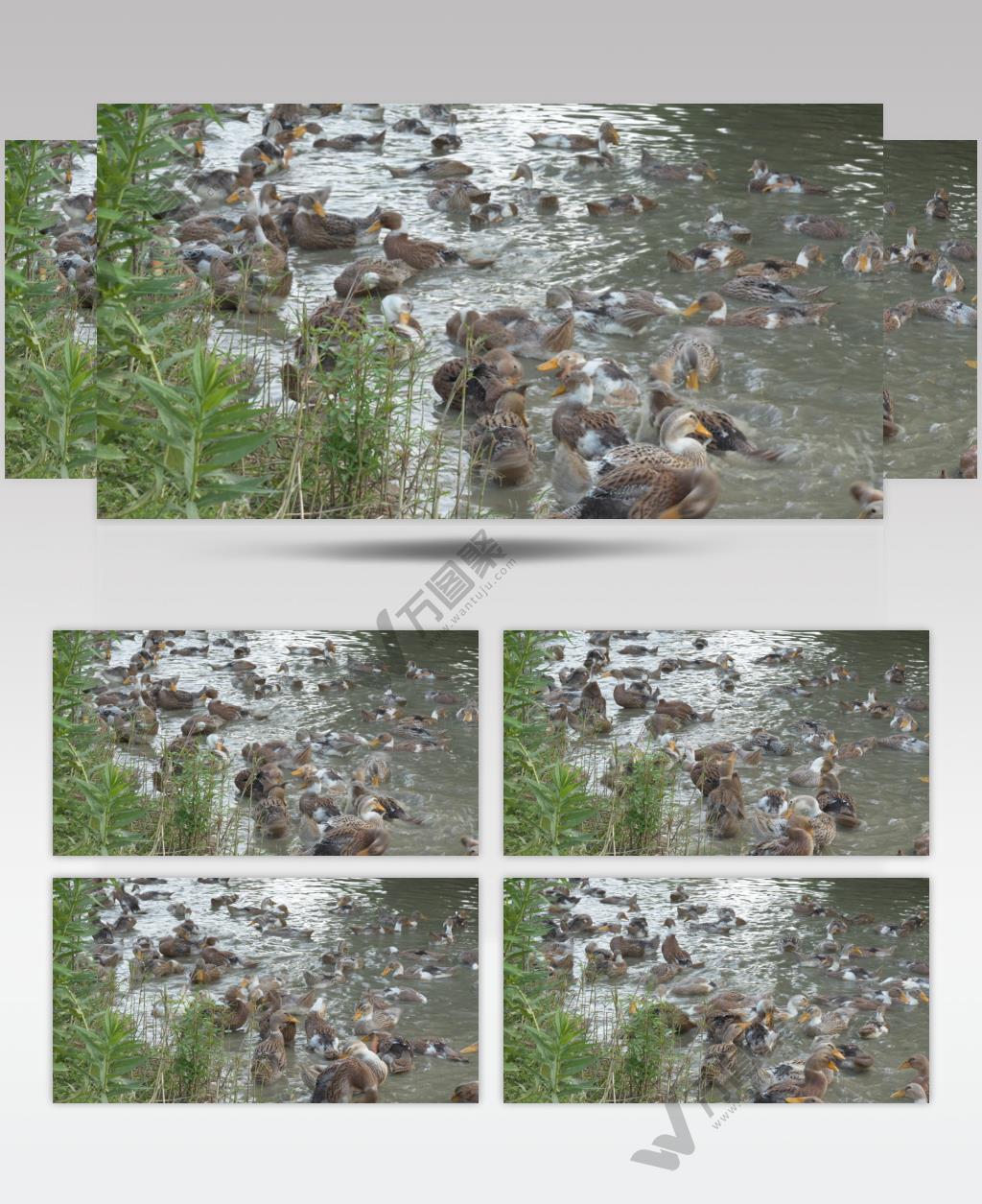 农村天然喂养散养鸭子家禽