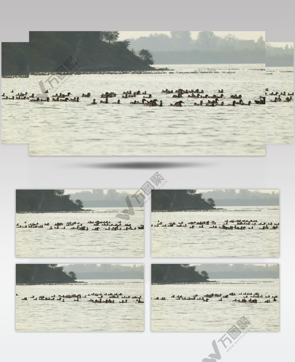 傍晚在外觅食散养鸭子返回饲养点