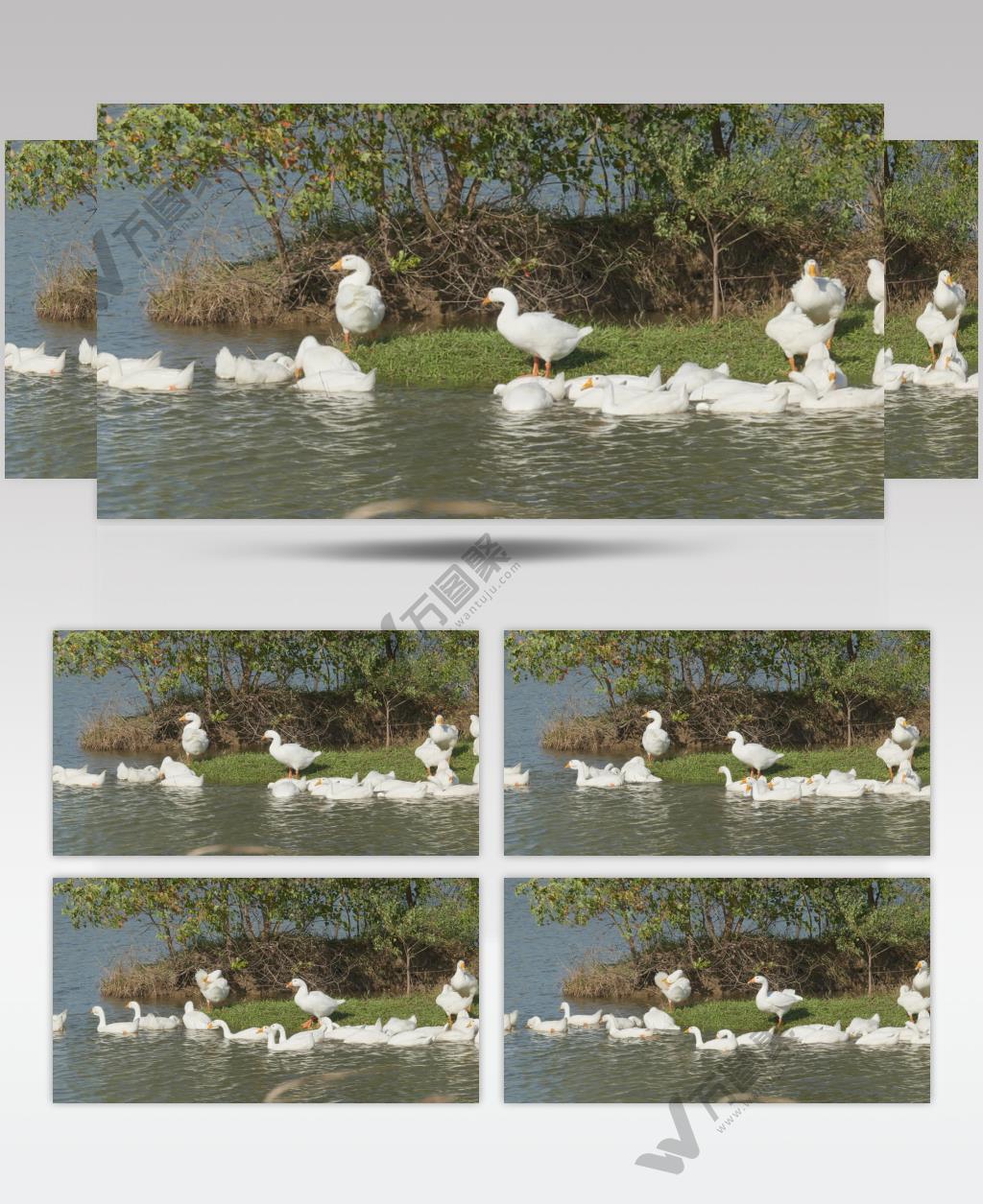 天然喂养散养放养大白鹅老鹅