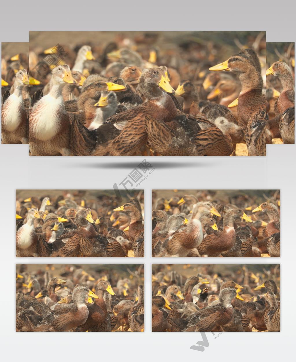 天然散养鸭子喂食水稻米稻谷