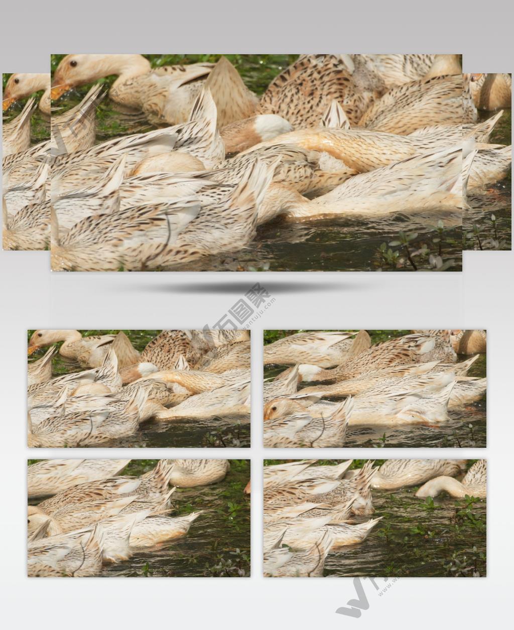 一群鸭子天然散养土鸭麻鸭