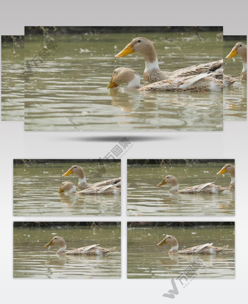 池塘纯天然喂养散养老鸭子麻鸭