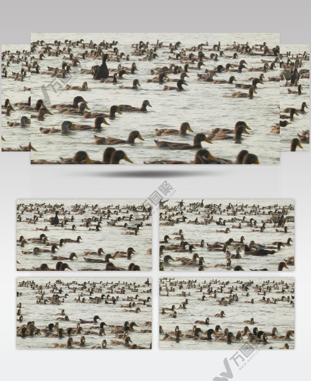 天然河道散养老鸭子正宗土鸭