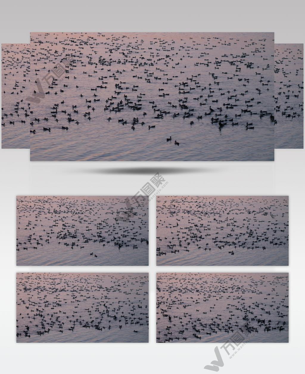 傍晚黄昏小河里的鸭子唯美安静