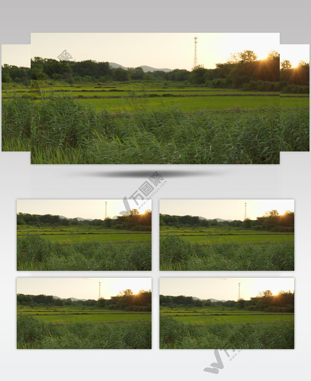 农村太阳夕阳水稻梯田芦苇远山