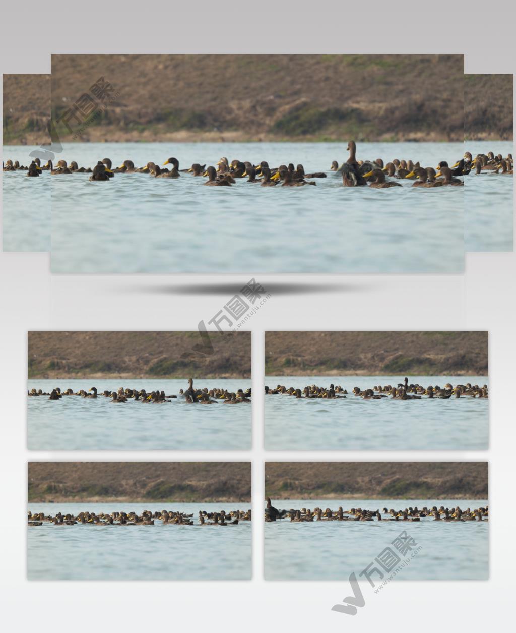 秋天农村天然河道散养鸭子